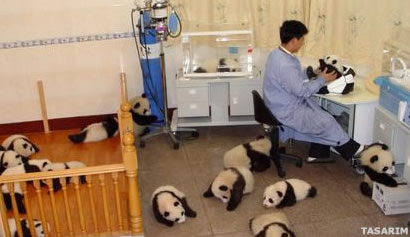 Panda Yavruları